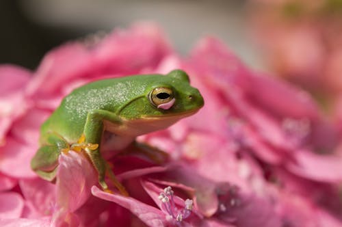 Kostnadsfri bild av blommor, djurfotografi, groda