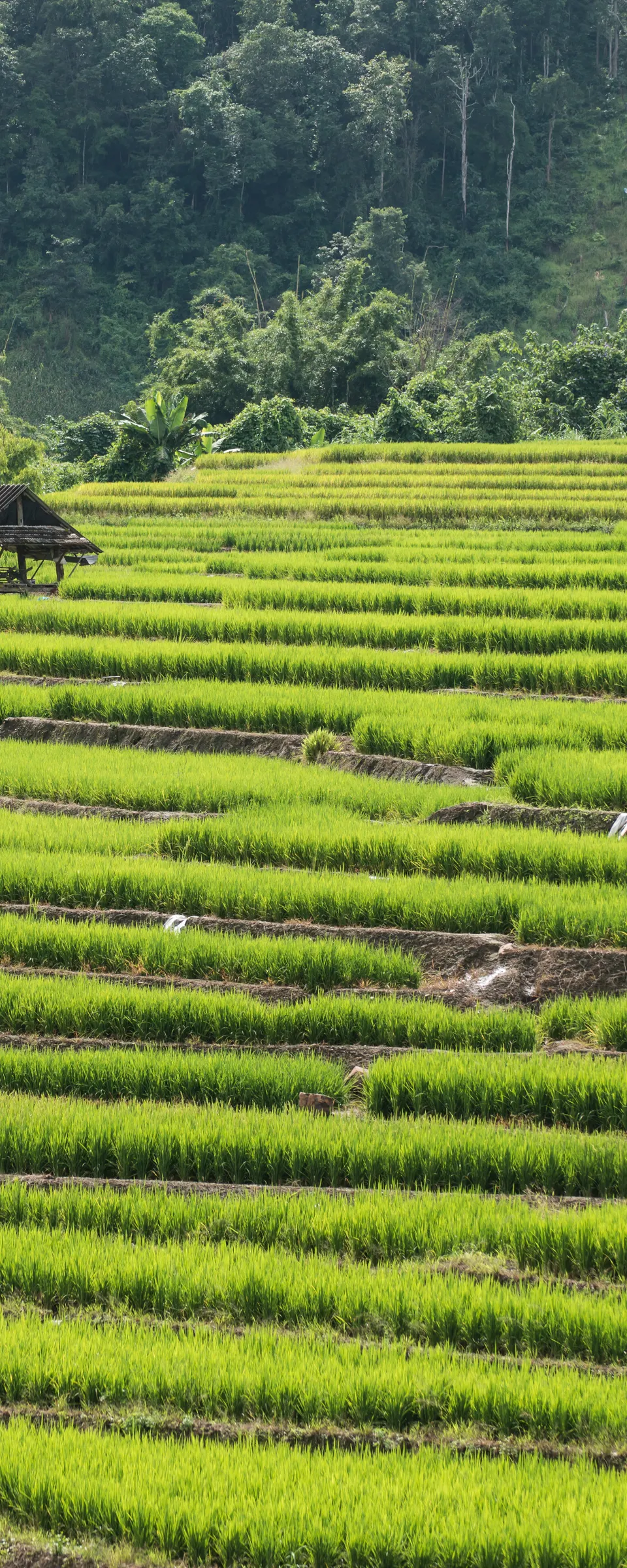 Chiang Mai 3-Day Meditation and Yoga Retreat