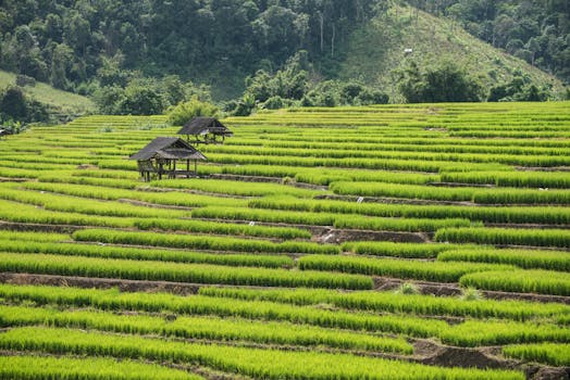 Explore the vibrant green terraced rice fields in Thailand's picturesque countryside.