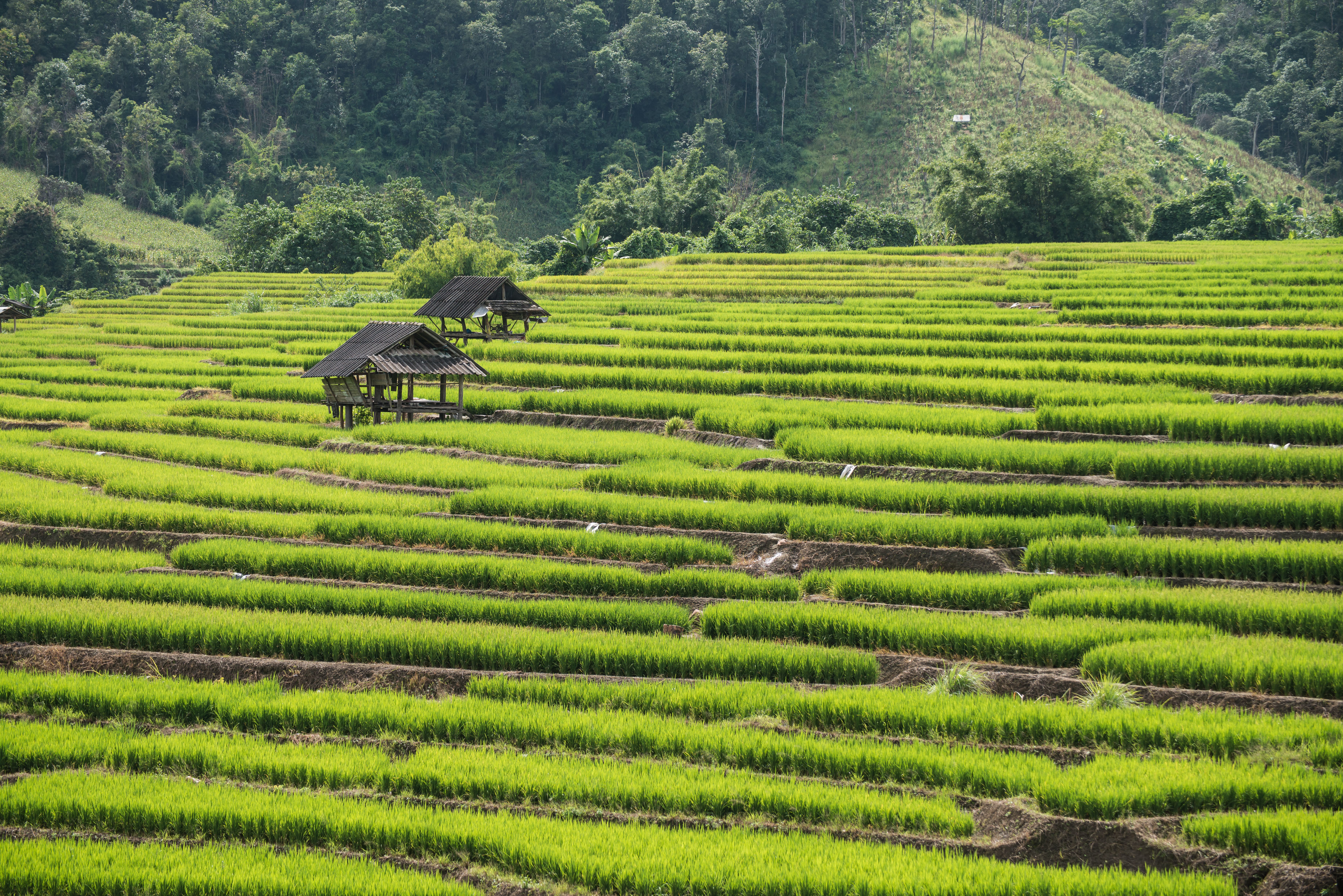 Landscape photo of beautiful terrace rice field in Chiang Mai, Thailand ...