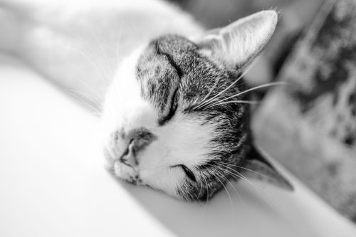 Free Close-up of a peacefully sleeping cat, captured in black and white. Stock Photo