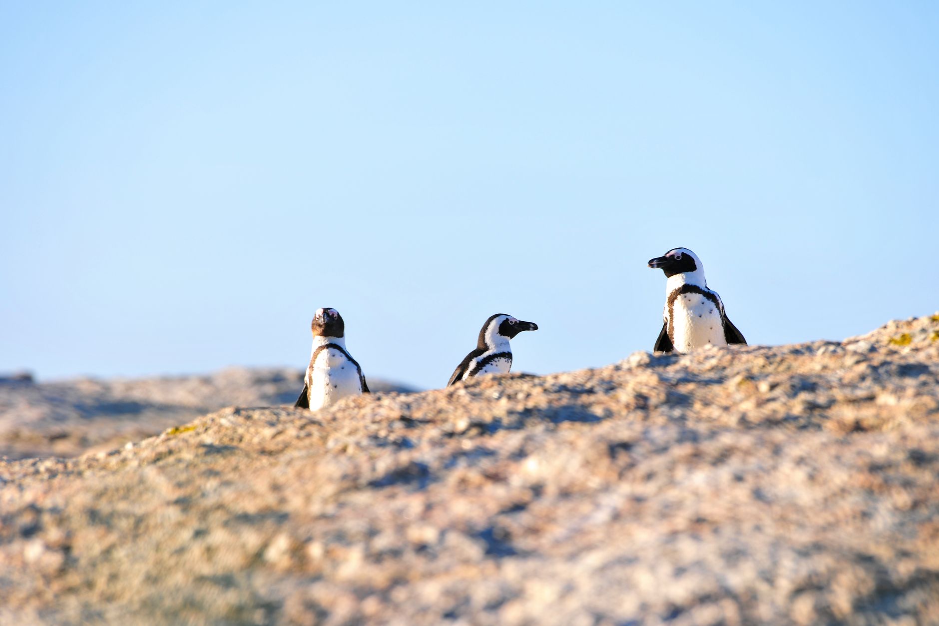 Three African Penguins standing on a rocky shore under a clear blue sky.