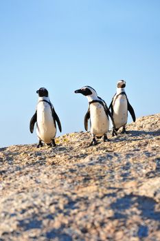 Three African penguins walking on a sunlit rocky beach against a clear blue sky.