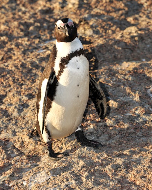 Kostnadsfri bild av afrikansk pingvin, djur, fågel