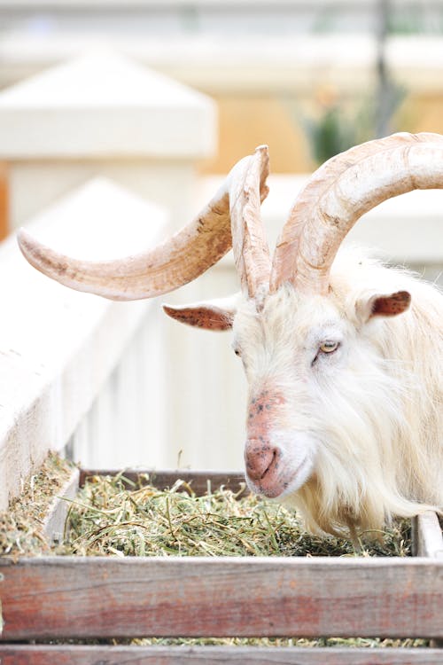 Close-up of a Saanen Goat