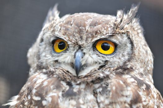 owl photo