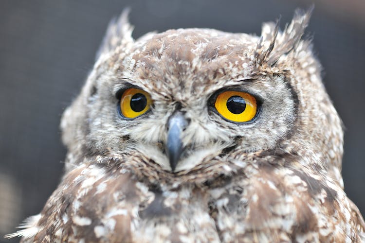 Closeup Of Spotted Eagle Owl