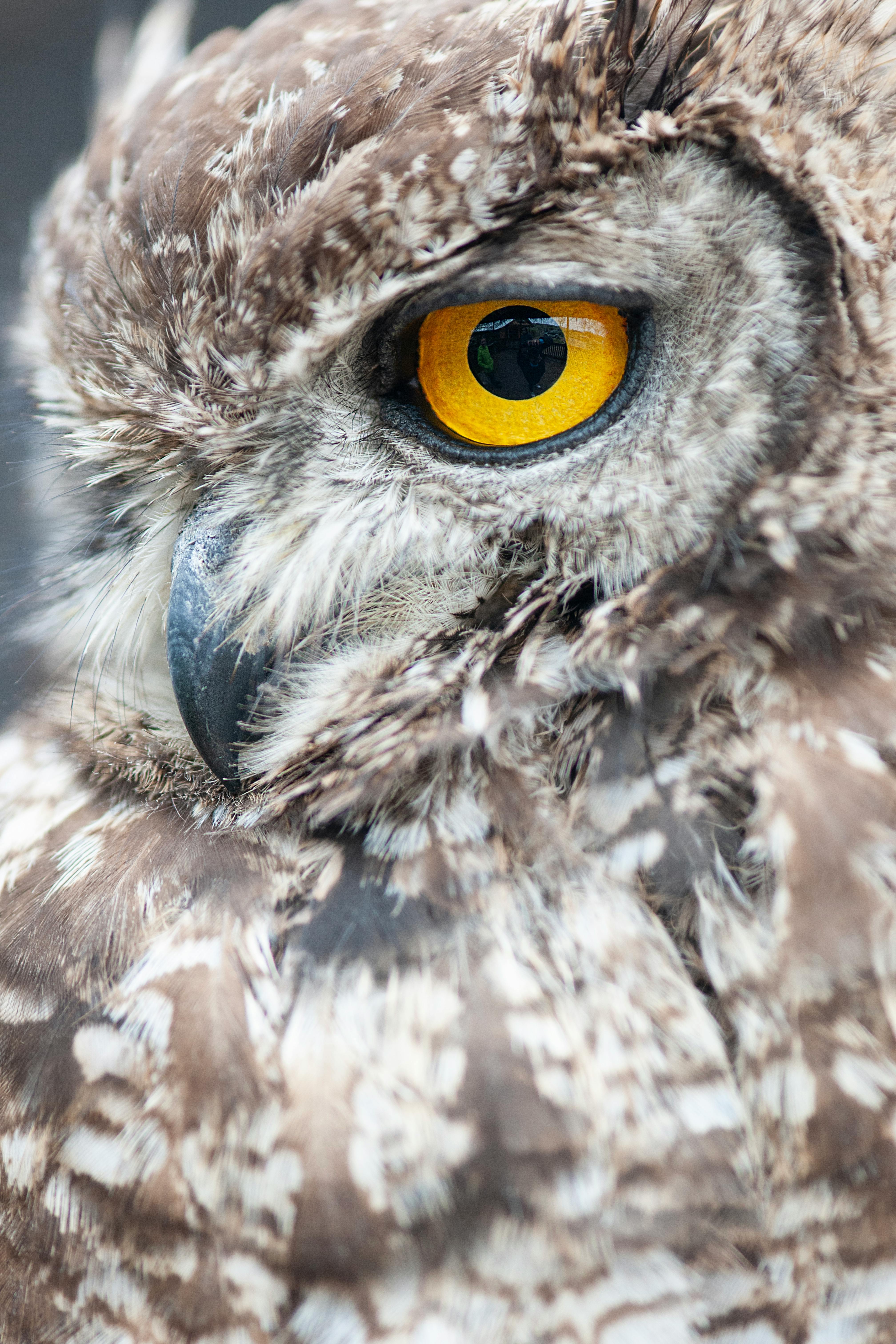 Closeup Photo of Owl with One Eye Open · Free Stock Photo