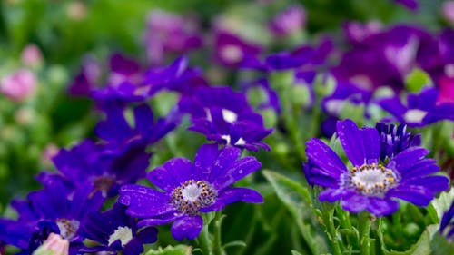 бесплатная Фиолетовые цветы с лепестками Стоковое фото