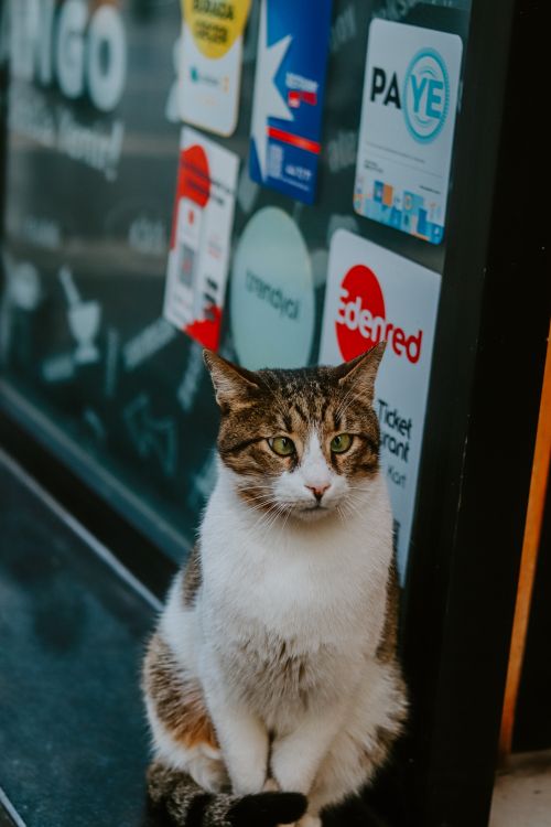 Free A calico cat sits near a store window adorned with various stickers, depicting a serene urban scene. Stock Photo