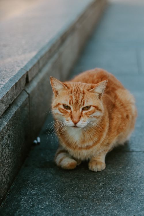 Free A close-up shot of a ginger cat sitting on a stone pavement outdoors. Stock Photo