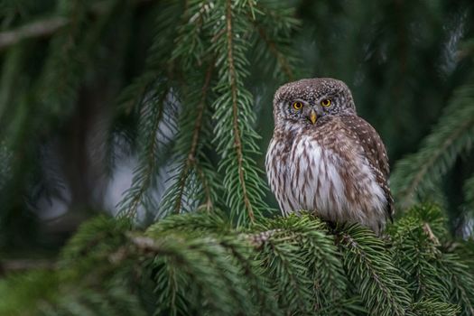 Eurasian Pygmy Owl perched among pine branches in a serene natural setting.
