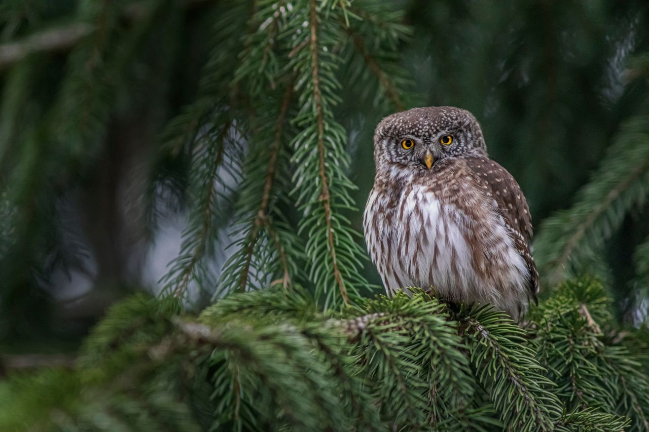 eurasian pygmy owl perched among pine branches in a serene natural set