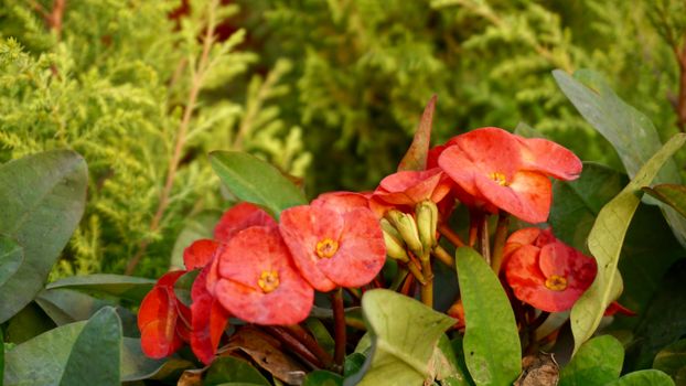 Beautiful red flowers blooming amidst lush green foliage in a peaceful garden setting.