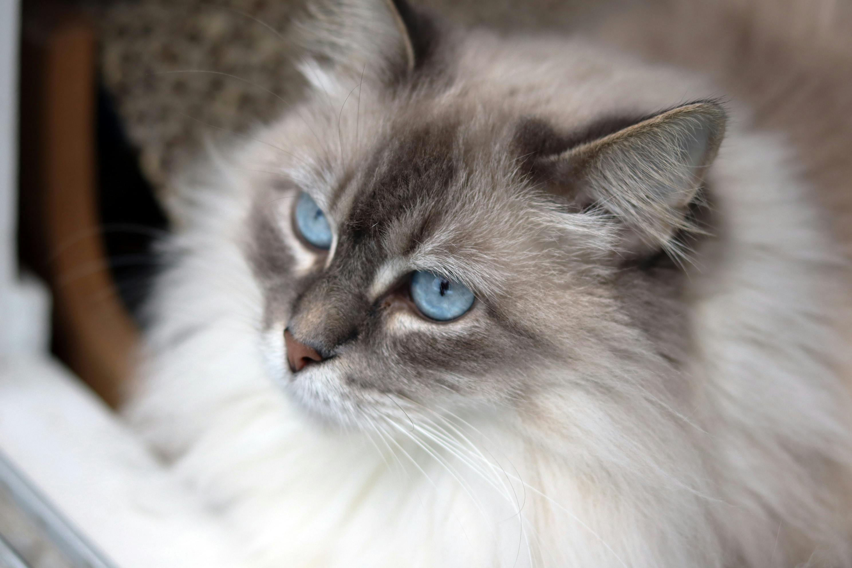 Free stock photo of cat, ragdoll cat