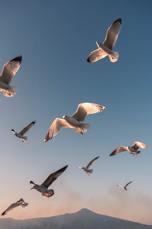 Imagine de stoc gratuită din avion, cer, fotografie cu animale sălbatice