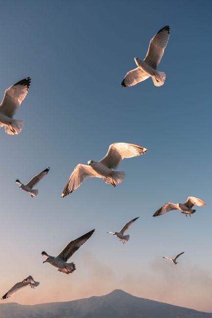 A flock of seagulls elegantly flying in a clear blue sky, capturing the essence of freedom and flight.