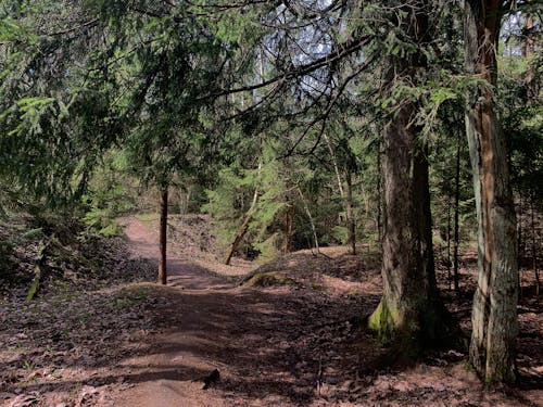 Бесплатное стоковое фото с деревья, лес, лесная подстилка