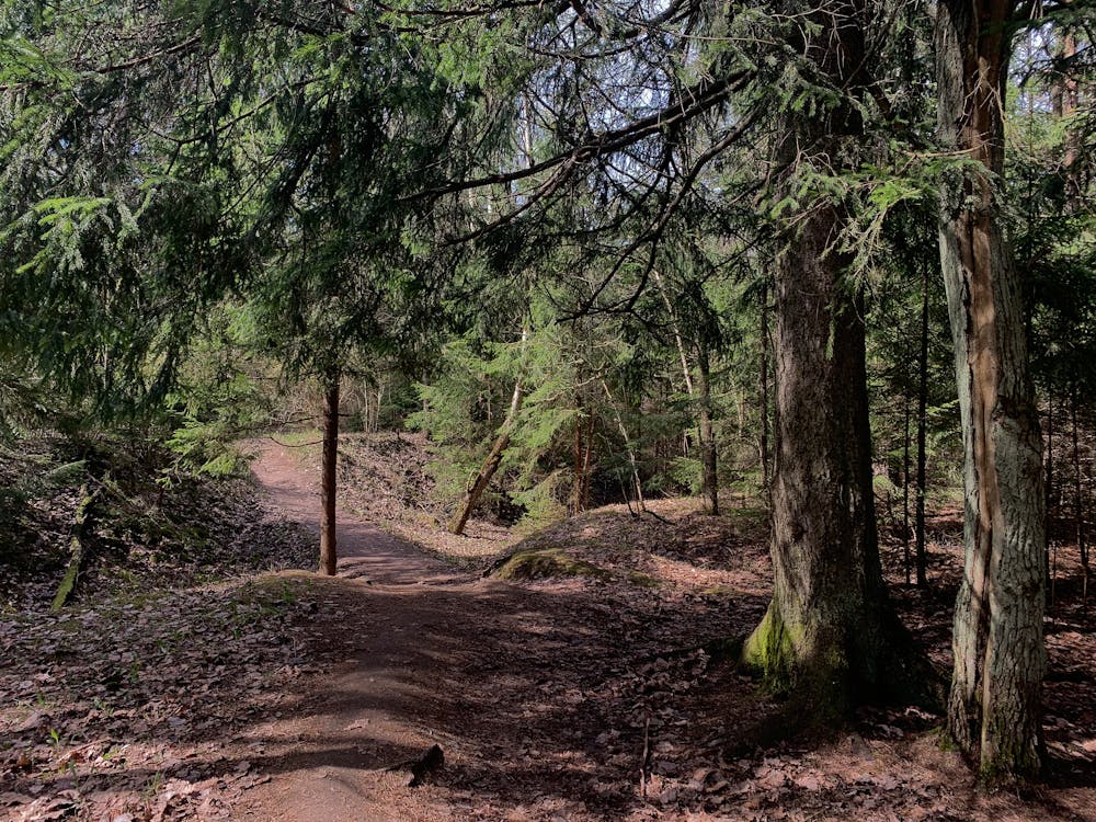 Path Through Coniferous Forest