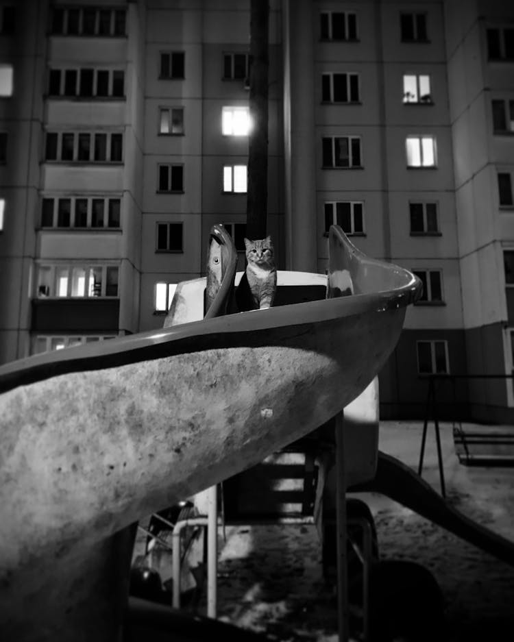 Cat On A Slide At Night