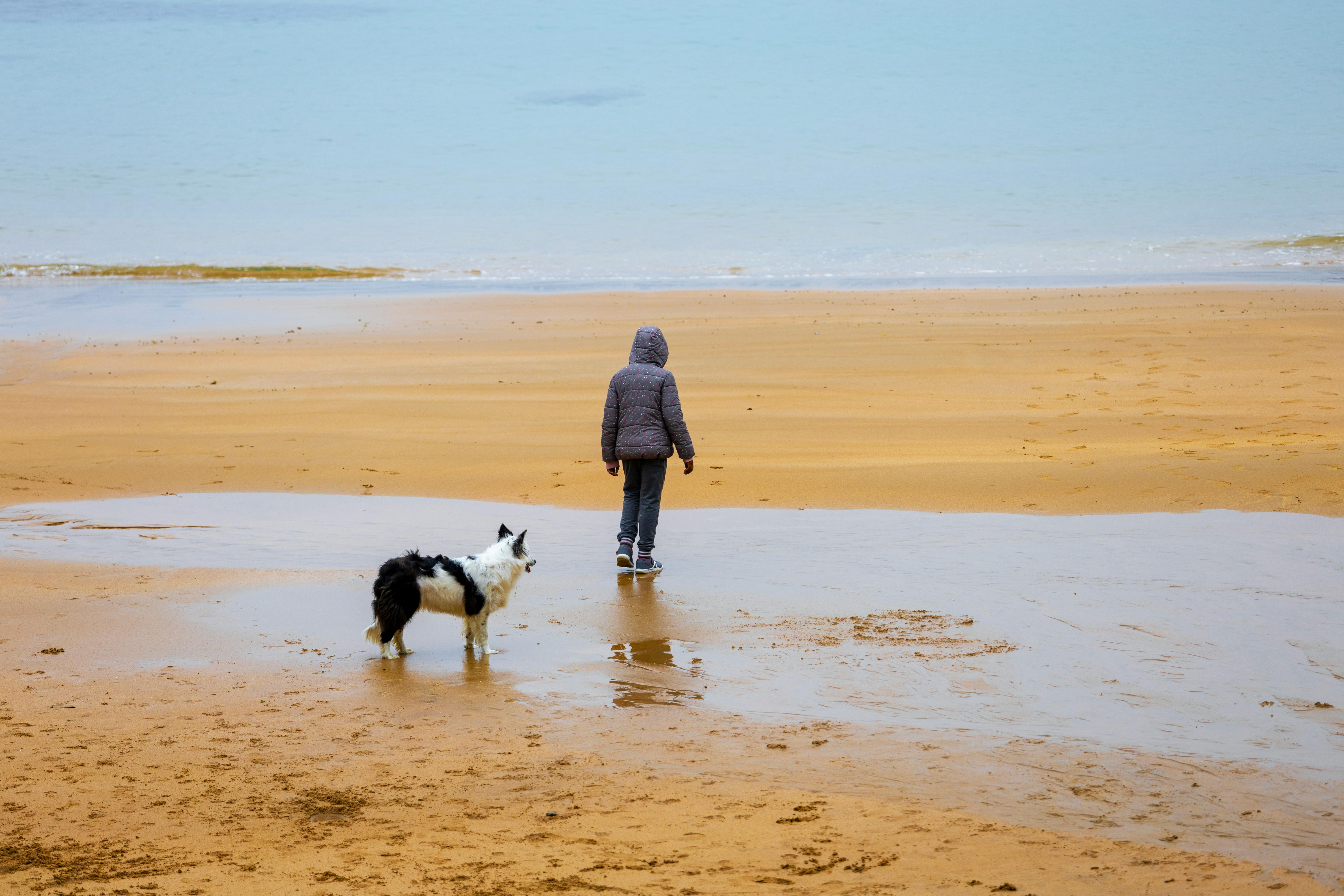 Young child and border collie stroll along a tranquil beach shore during autumn.