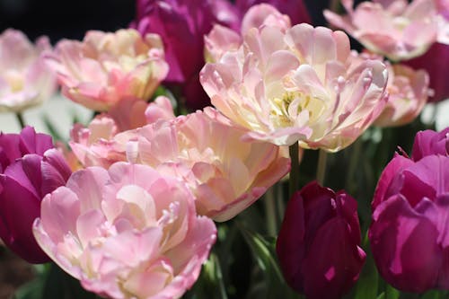 Δωρεάν στοκ φωτογραφιών με floral φόντο, tulip garden, αγάπη