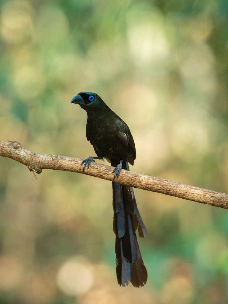 Bird On Branch