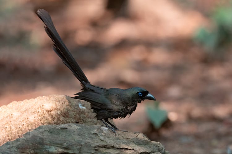 Little Black Bird On Rock