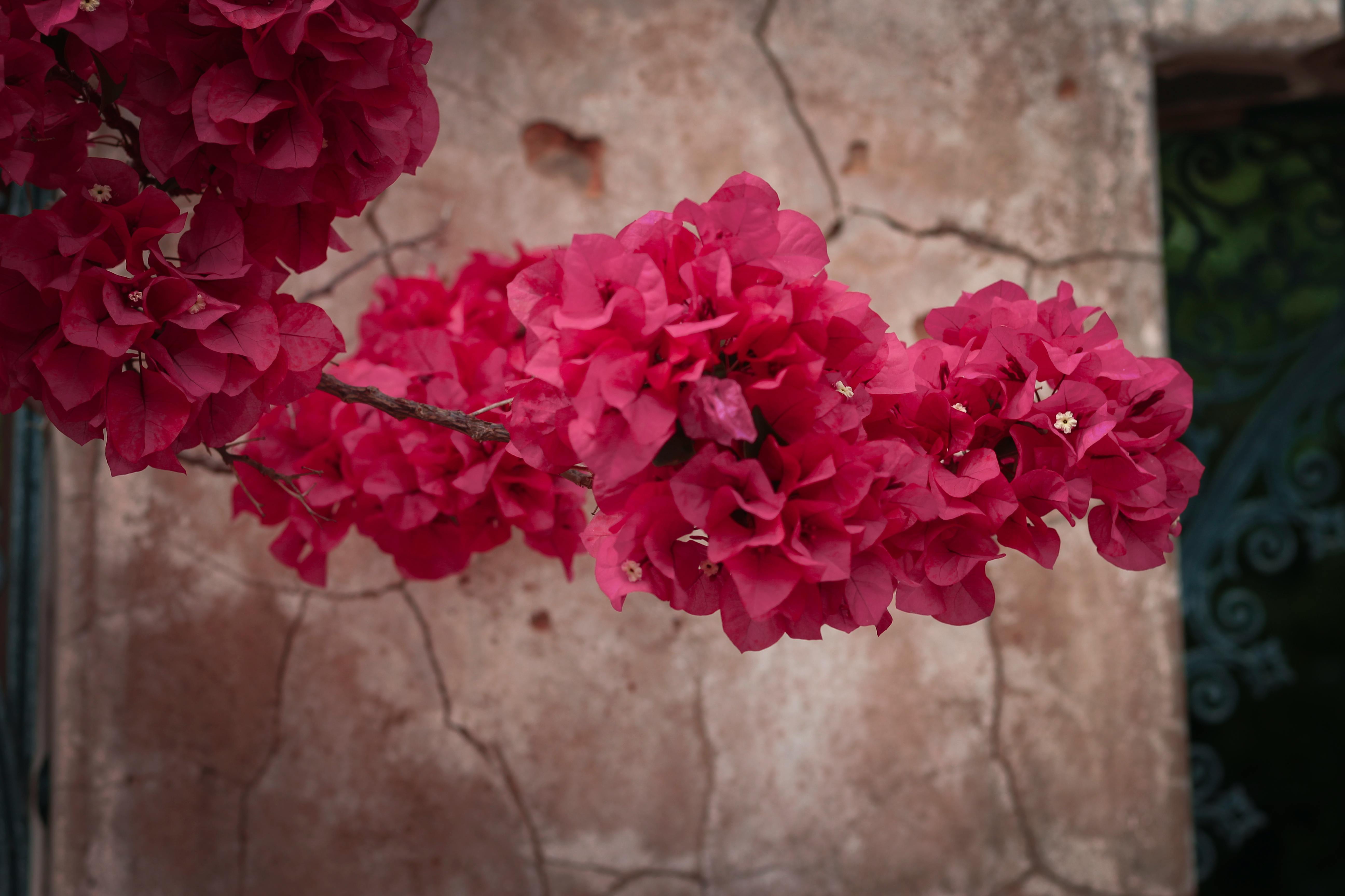 Free stock photo of ancient, cracks, flower garden