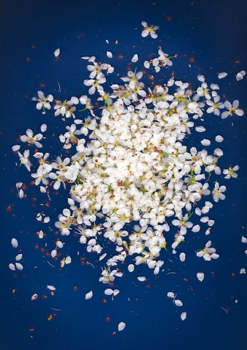 White Petals on Blue Background