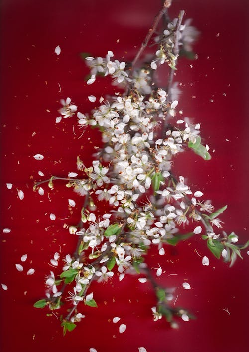 A red background with white flowers and seeds