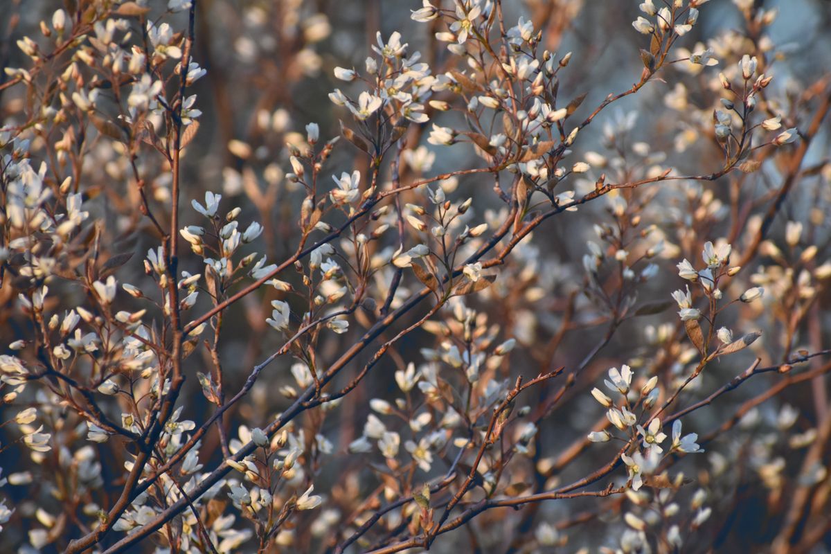 11 Shrubs to Plant in Fall, With Zones and Timing for Each 3 Serviceberry branches covered in white spring blossoms
