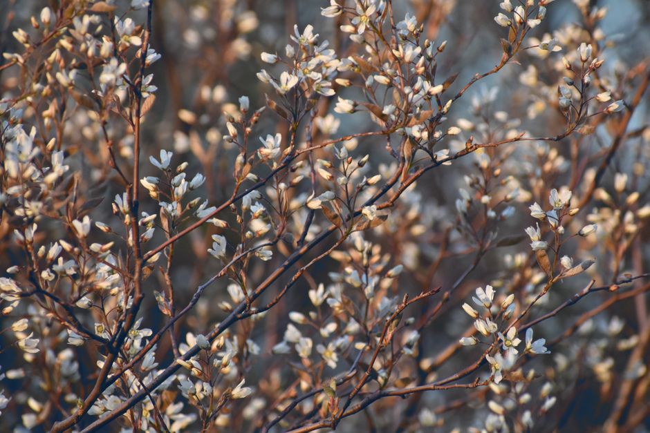Amelanchier lamarckii in full spring bloom — service berry trees in Surrey BC