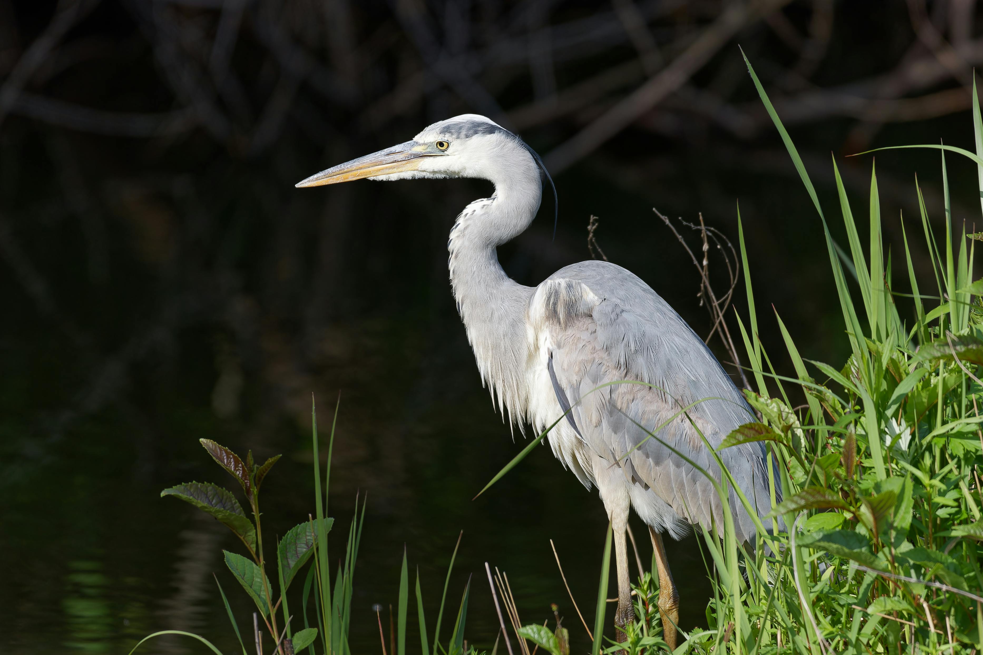 White Bird in a Field · Free Stock Photo