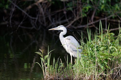 免费 動物, 沼澤, 湖岸 的 免费素材图片 素材图片