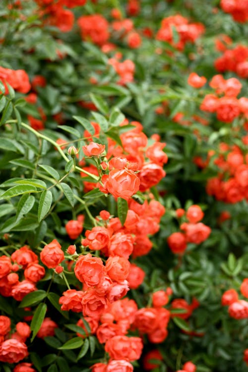 Gratis lagerfoto af blomster, blomstrende, busk