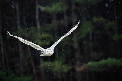 Close-up of a Flying Snowy Owl 