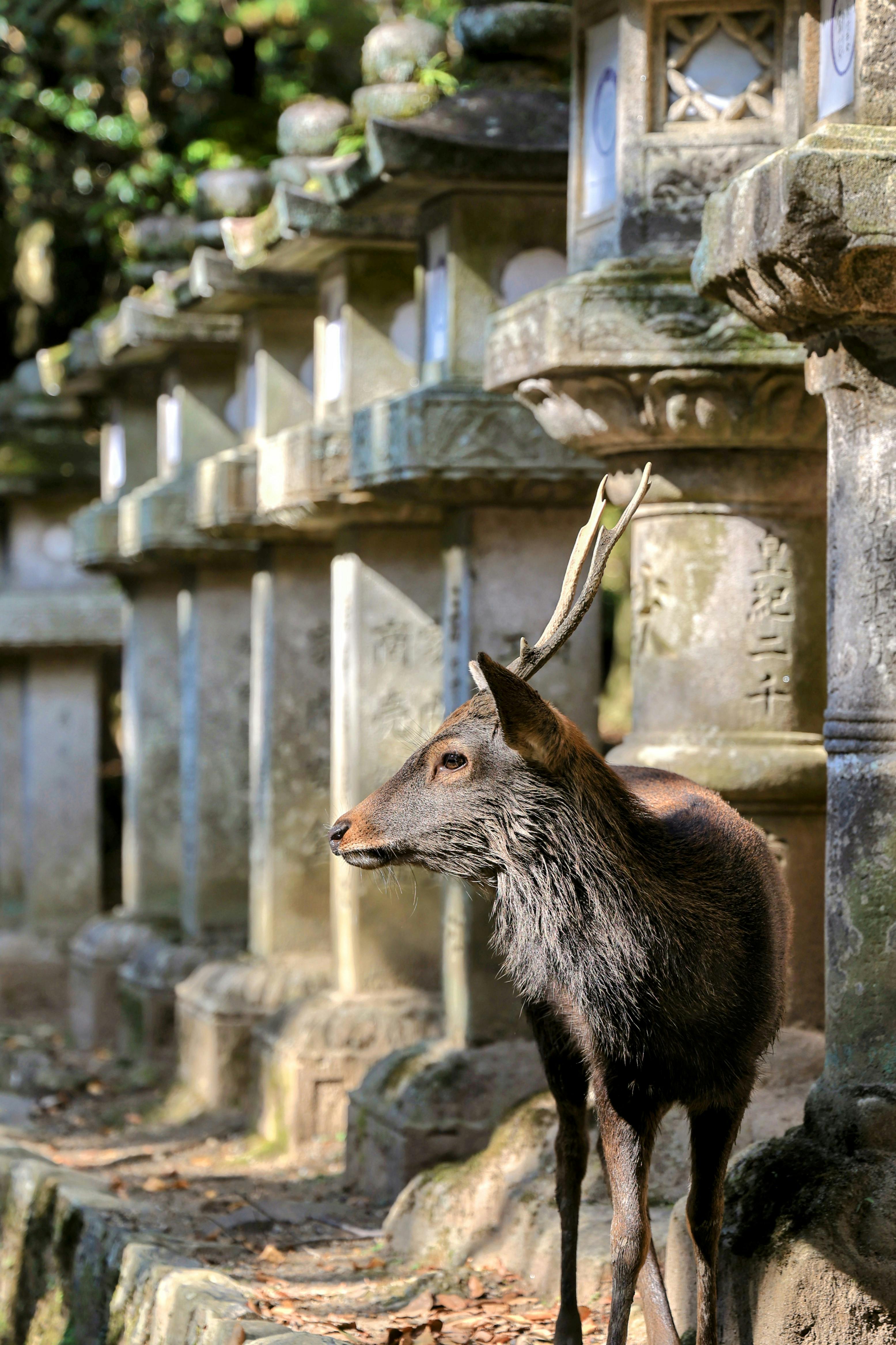 grátis Foto profissional grátis de admiração, animais selvagens, animal Foto profissional