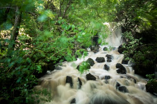 Fotografia Time Lapse Del Fiume Tra Gli Alberi