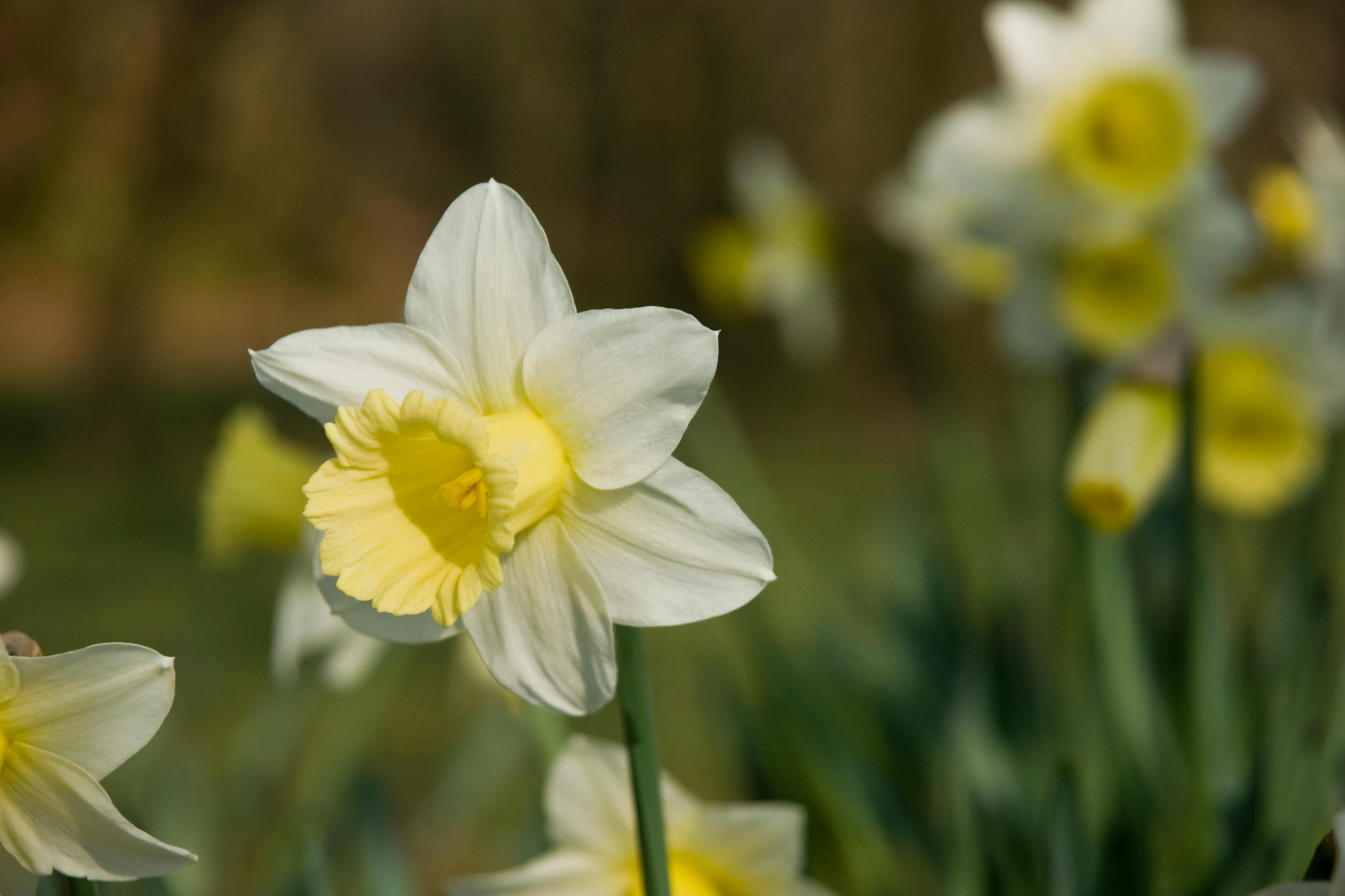 pexels-photo-1659680.jpeg?cs=srgbu0026dl=daffodil-1659680.jpgu0026fm=jpg