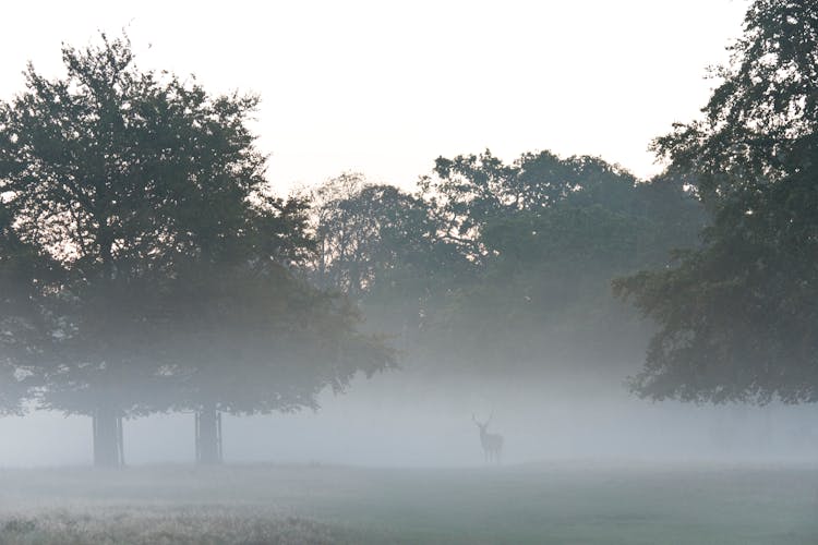 Photo Of A Buck Beside Trees