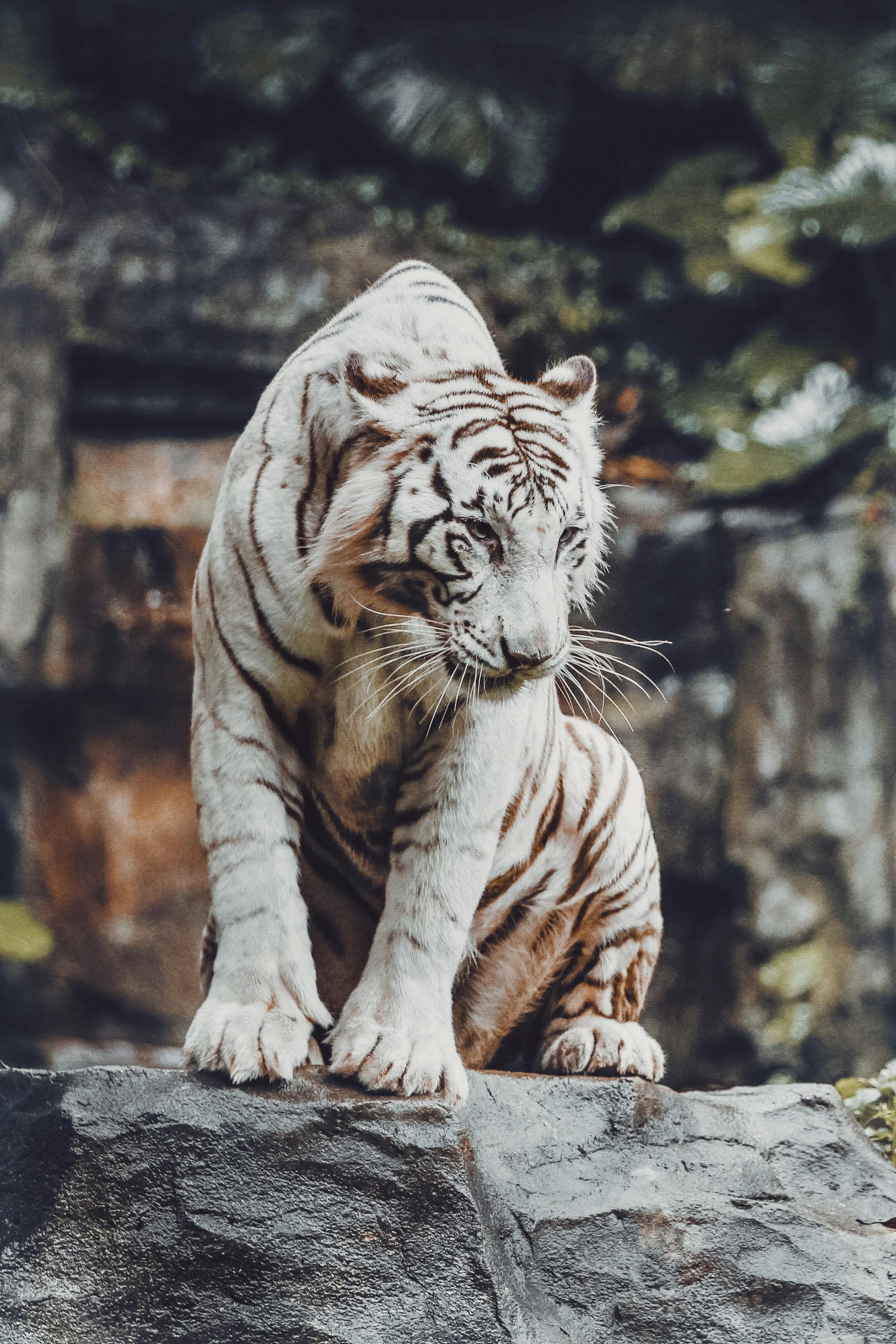 White tiger 1080P 2K 4K 5K HD wallpapers free download  Wallpaper Flare