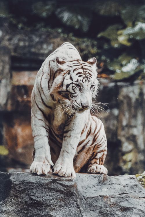 Free A captivating image of a white tiger sitting on a rock, showcasing its wild beauty in nature. Stock Photo