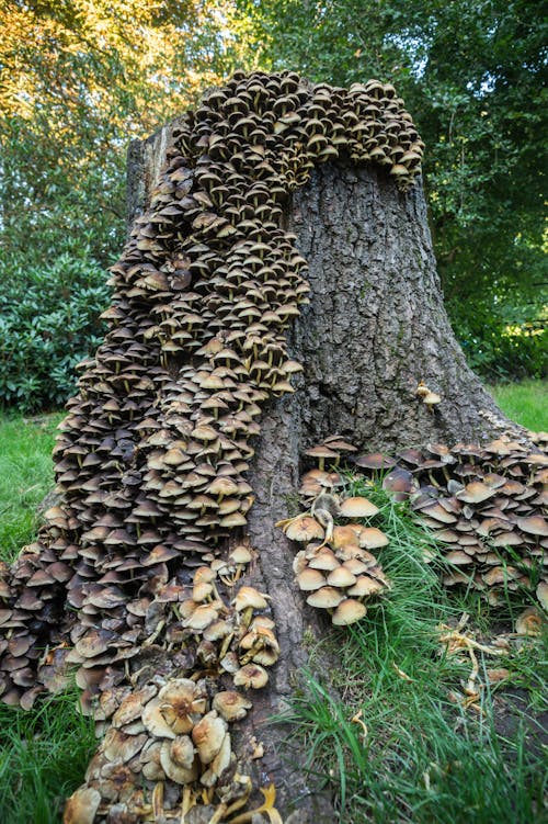 Free stock photo of mushroom, tree stump