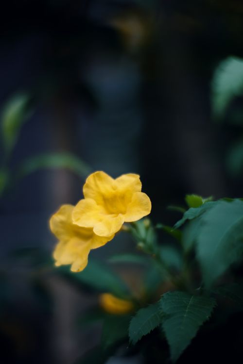 Free A beautiful yellow flower blooming in Ayutthaya, Thailand, captured with selective focus. Stock Photo