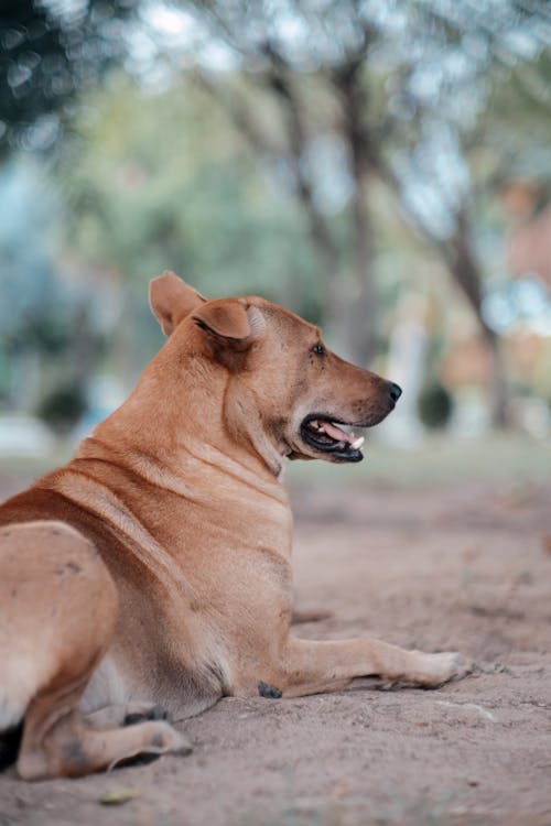 Dog Lying on Sandy Ground