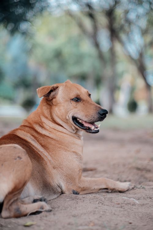 Free Brown dog lying on ground in a park at Phra Nakhon Si Ayutthaya, Thailand. Stock Photo