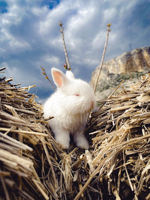 Close-up of a White Bunny in a Haystack 