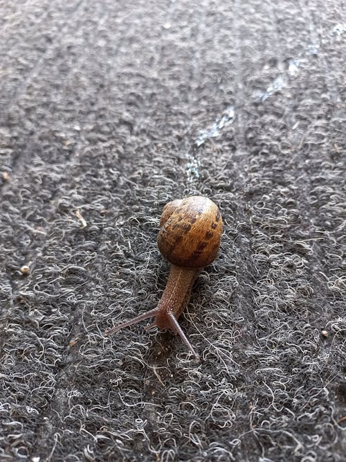 Free stock photo of snail