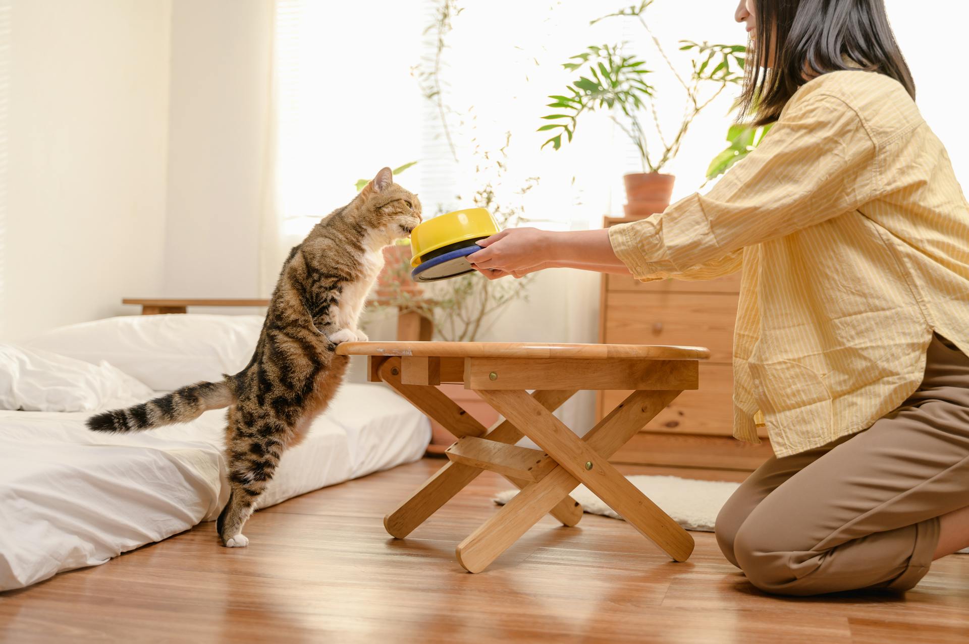 Young Asian woman cat owner giving food to her cute domestic cat at home. Adorable shorthair cat be feed by owner in living room. Human and pet relation domestic lifestyle concept. Focus o...